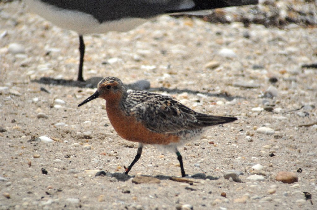 Sandpiper, Red Knot, 2007-05230197b.jpg - Red Knot. Reed's Beach, NJ, 5-23-2007